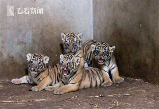全球首款氫動力人形機器人在濮陽發布