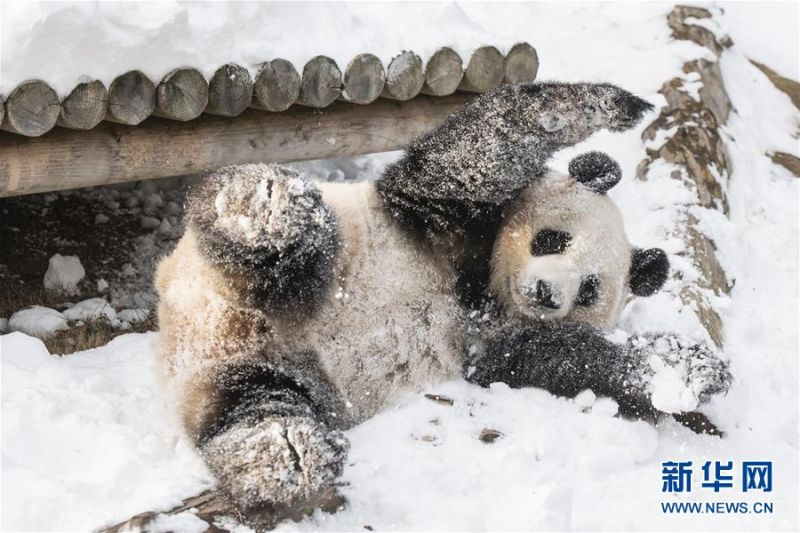 拼多多給了三只松鼠致命一擊