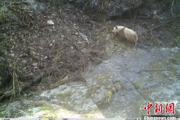 雍正殺子疑云：雍正為什么要將自己的親兒子弘時削籍害死？