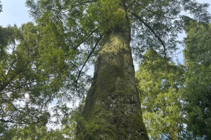 為什么不趁油價下跌大量購入原油并注入油田，以備不時之需？