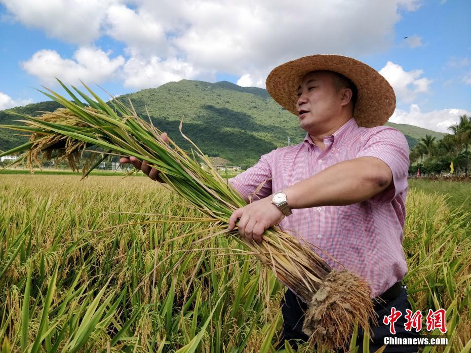 南方電網：綠色認證落地 激活綠電消費潛能