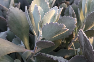 俄羅斯前10個月天然氣產量同比下降13%