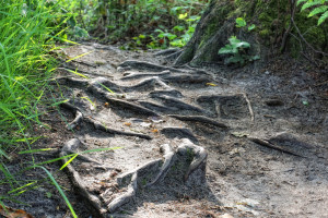 山東階段性緩繳3個(gè)月職工醫(yī)保單位繳費(fèi)