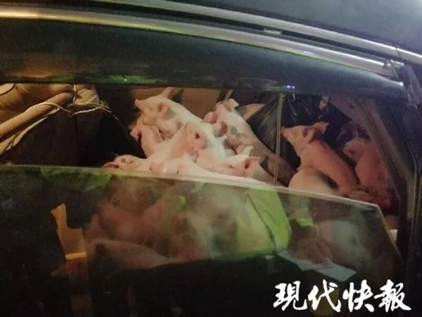 全日空第二架A380飛機(jī)下線 綠海龜涂裝