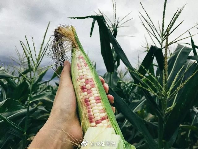 華為程國棟：謀轉型談變革 電力企業擁抱云計算恰逢其時