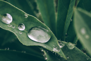 種子戰爭：我為什么緬懷袁隆平
