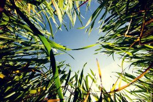敬請關注新浪教育公益聯(lián)盟
