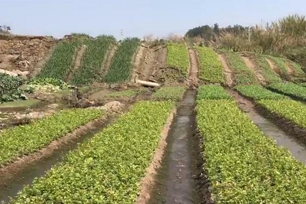 遠光軟件六度蟬聯《福布斯》潛力企業百強