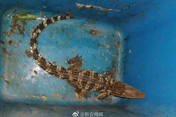 山東省特色小鎮清單公布，濟南6個上榜