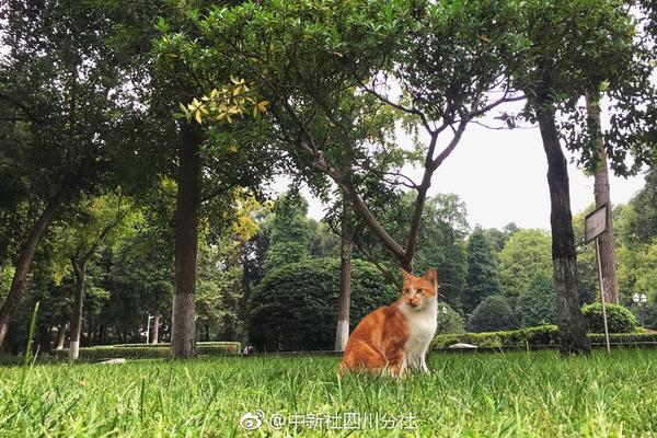 [大開眼界] 這個“主刀醫(yī)生”有點酷，一人完成一臺手術