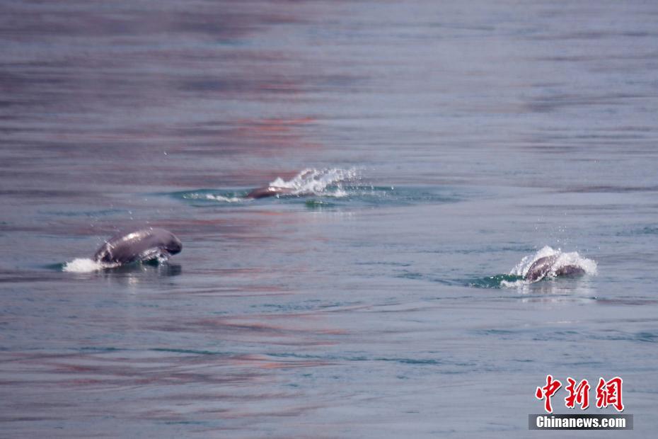 江蘇鹽城：無限“風光”向“藍海”，“綠色智造”向未來