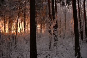 山東開展打擊互聯(lián)網(wǎng)金融違法犯罪專項(xiàng)整治行動